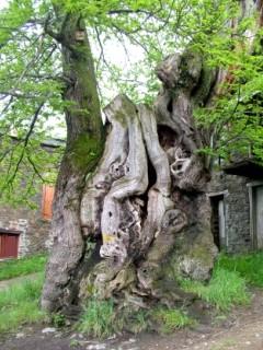 Chestnut tree