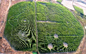 A maze made out of maize