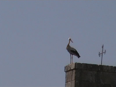 A stork in Panton