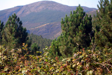 Another view from the mirrador, this time through the trees